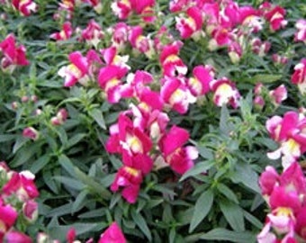 Montego Burgundy Bicolor Snapdragons 400 seeds 4M