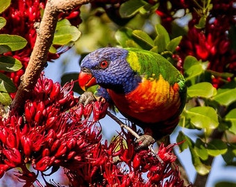 Schotia brachypetala  Drunken Parrot Tree 40 seeds 1S