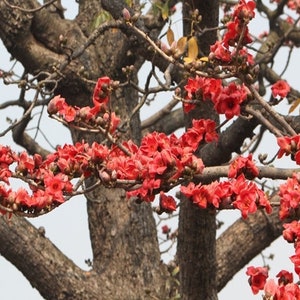 Bombax ceiba Red Cotton Tree 100, 250 seeds B image 1