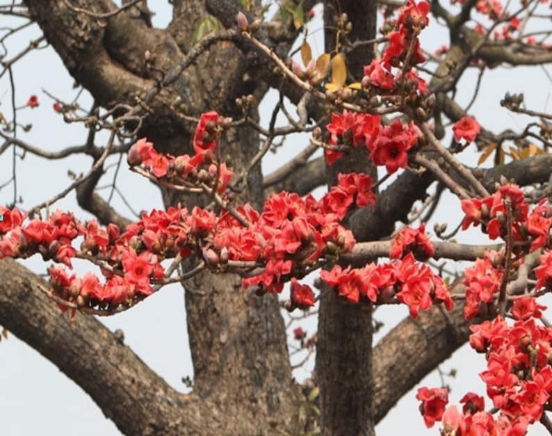 Bombax ceiba Red Cotton Tree 100, 250 seeds B image 1