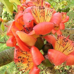 Bombax ceiba Red Cotton Tree 100, 250 seeds B image 3