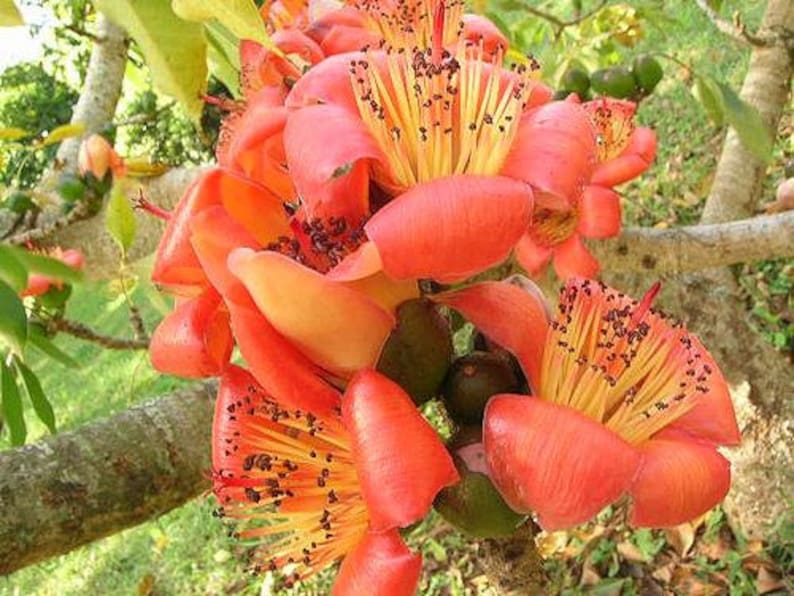 Bombax ceiba Red Cotton Tree 100, 250 seeds B image 3