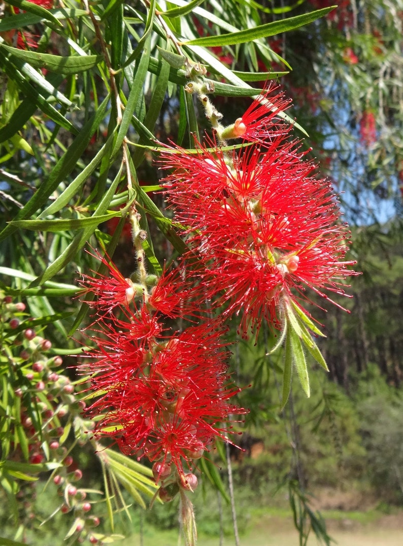 Callistemon citrinus Crimson Bottlebrush 500 10,000 seeds 1C image 1