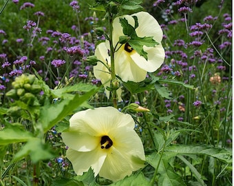 Abelmoschus manihot Sunset Hibiscus 25-110 seeds