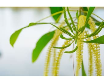 Acacia mangium 100 - 250 seeds Black Wattle, Mangium Wattle