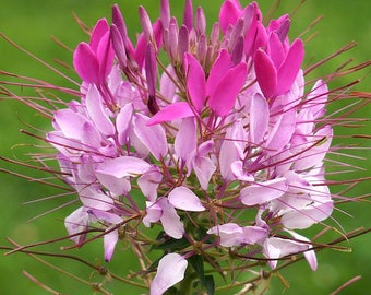 Cleome Queen Series 200 seeds 4C