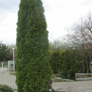 Thuja occidentalis Eastern Arborvitae, White Cedar 500 5,000 seeds D image 3