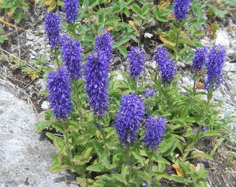 Veronica porphyriana 200 seeds 4V