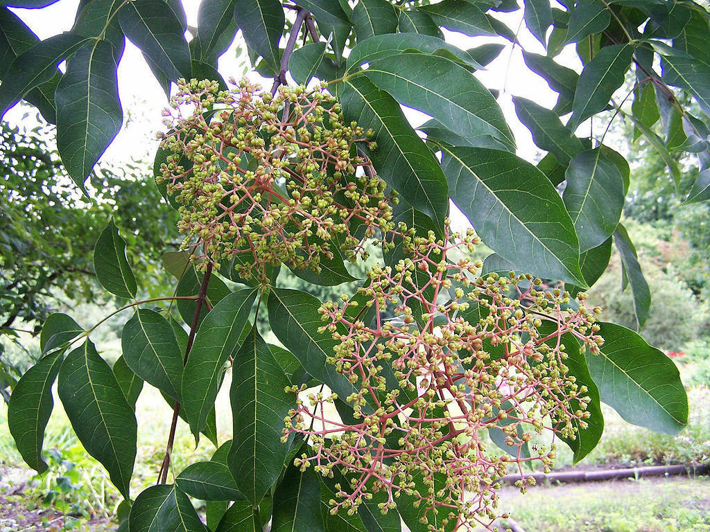 fresh seeds Tetradium hupehensis 50 BEE TREE SEEDS Evodia 