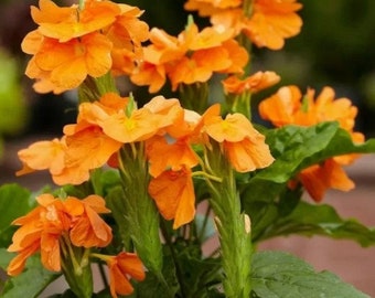 Crossandra infundibuliformis orange marmalade 100 - 5,000 seeds