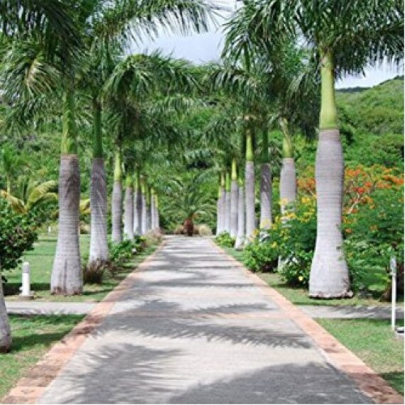 Roystonea Regia CUBAN ROYAL PALM Bulk Seeds Etsy