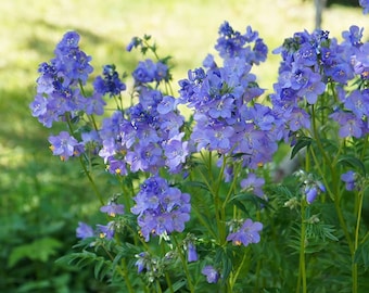 Polemonium caeruleum Jacob's Ladder 300 seeds 4P