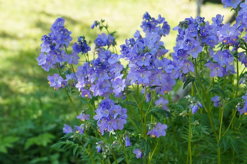 Polemonium caeruleum Jacob's Ladder 300 seeds 4P image 1