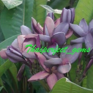 5 Fresh Seeds Frangipani Plumeria Rubra "CV Penang Peach" big pink yellow petals 5 Fresh Seeds Frangipani Plumeria Rubra "CV Penang Peach" big pink yellow petals