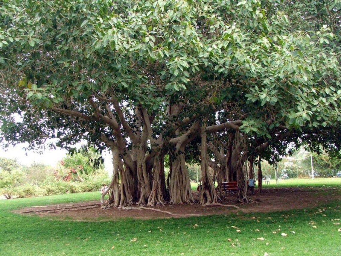 Ficus Benghalensis Bengal Banyan Fig 1000 100000 Seeds Etsy