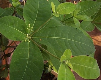 Rauvolfia tetraphylla Be Still Tree 30 seeds