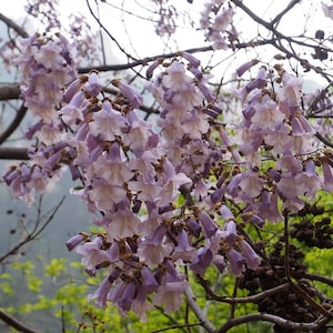 Paulownia tomentosa Royal Empress Tree, Princess Tree 5,000 100,000 seeds image 1