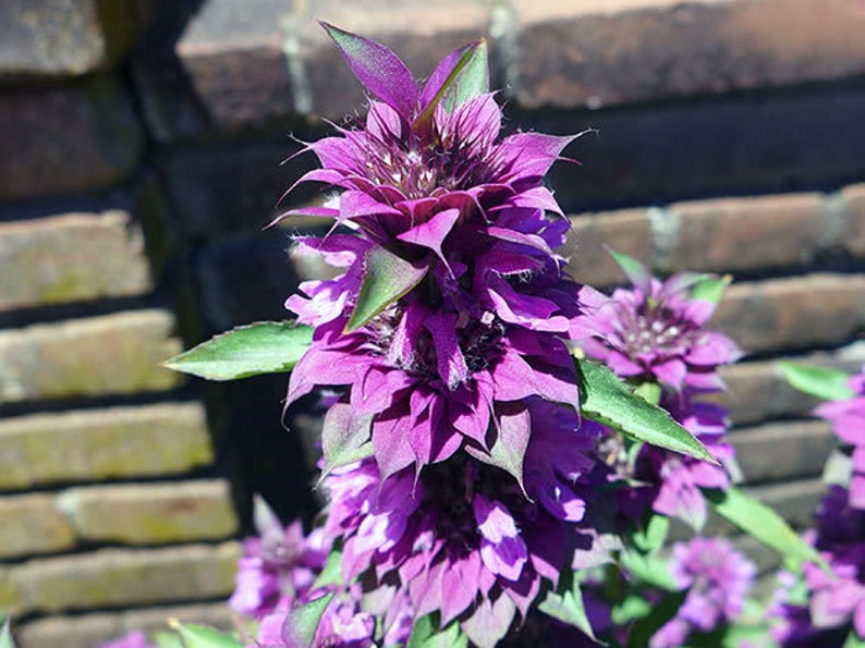 Monarda hybrida Lambada 300 seeds