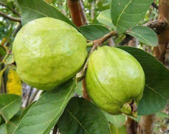 Psidium guajava Lucknow 49 White Guava 20 - 100 seeds