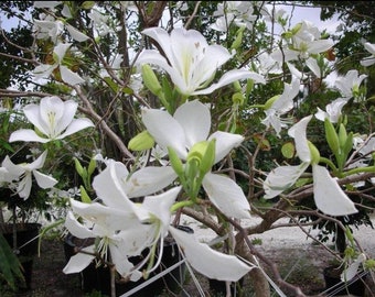 Bauhinia variegata ‘Candida’ Variegated Orchid-Tree 25 seeds
