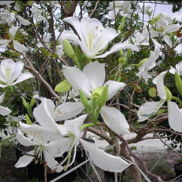 Bauhinia variegata ‘Candida’ Variegated Orchid-Tree 25 seeds