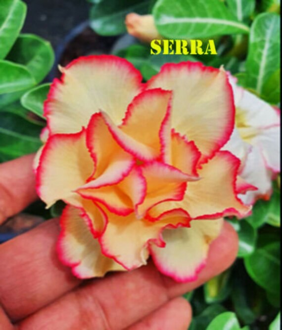 Fresh Mixed Adenium Obesum Seed Desert Rose Size 100-5000 Seeds Free Shipping 