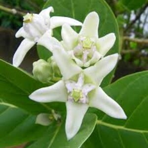 Calotropis gigantea white flower 25 seeds