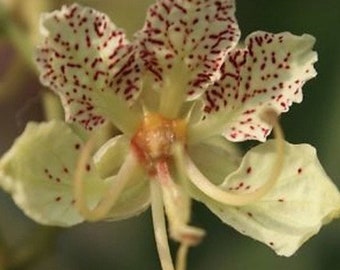 Bauhinia retusa Bauhinia semla 10 seeds