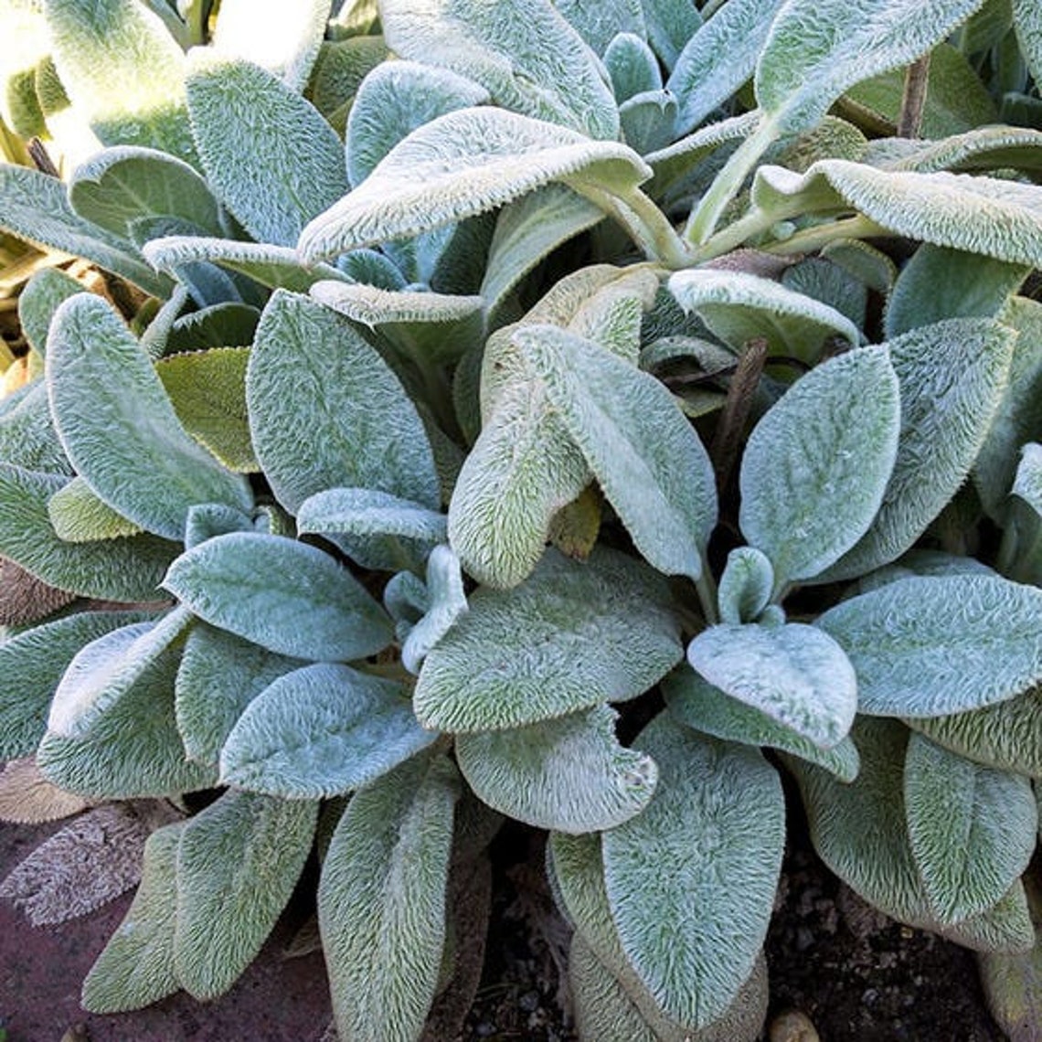 Stachys Byzantina Lanata Lamb's Ear 200 Seeds 4S Etsy Sweden