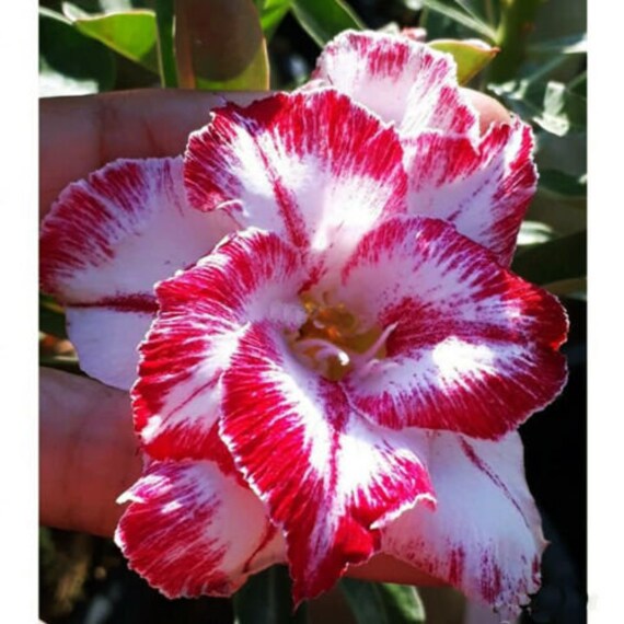 Adenium obesum (Desert rose) - 10 seeds