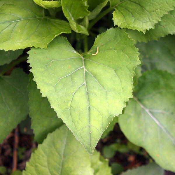 Aster scaber Thunb.  참취 seeds Korean Doellingeria scabra Chwinamul A