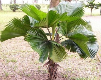 Licuala grandis Vanuatu Fan Palm, Ruffled fan palm, Palas Palm 20 - 150 seeds