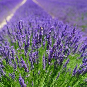 Lavandula angustifolia vera 24 True lavender 500 seeds image 1