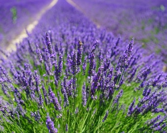 Lavandula angustifolia vera 24" True lavender 500 seeds