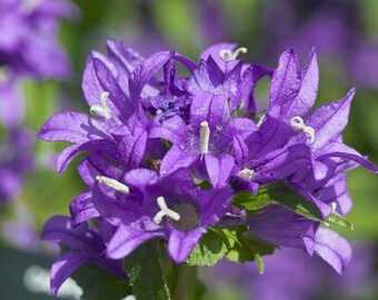 Campanula glomerata Superba Dahurica 1,000 seeds