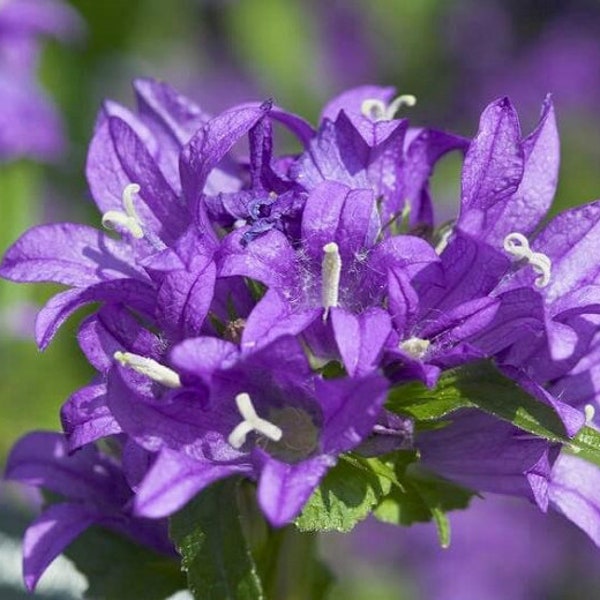 Campanula glomerata Superba Dahurica 1,000 seeds