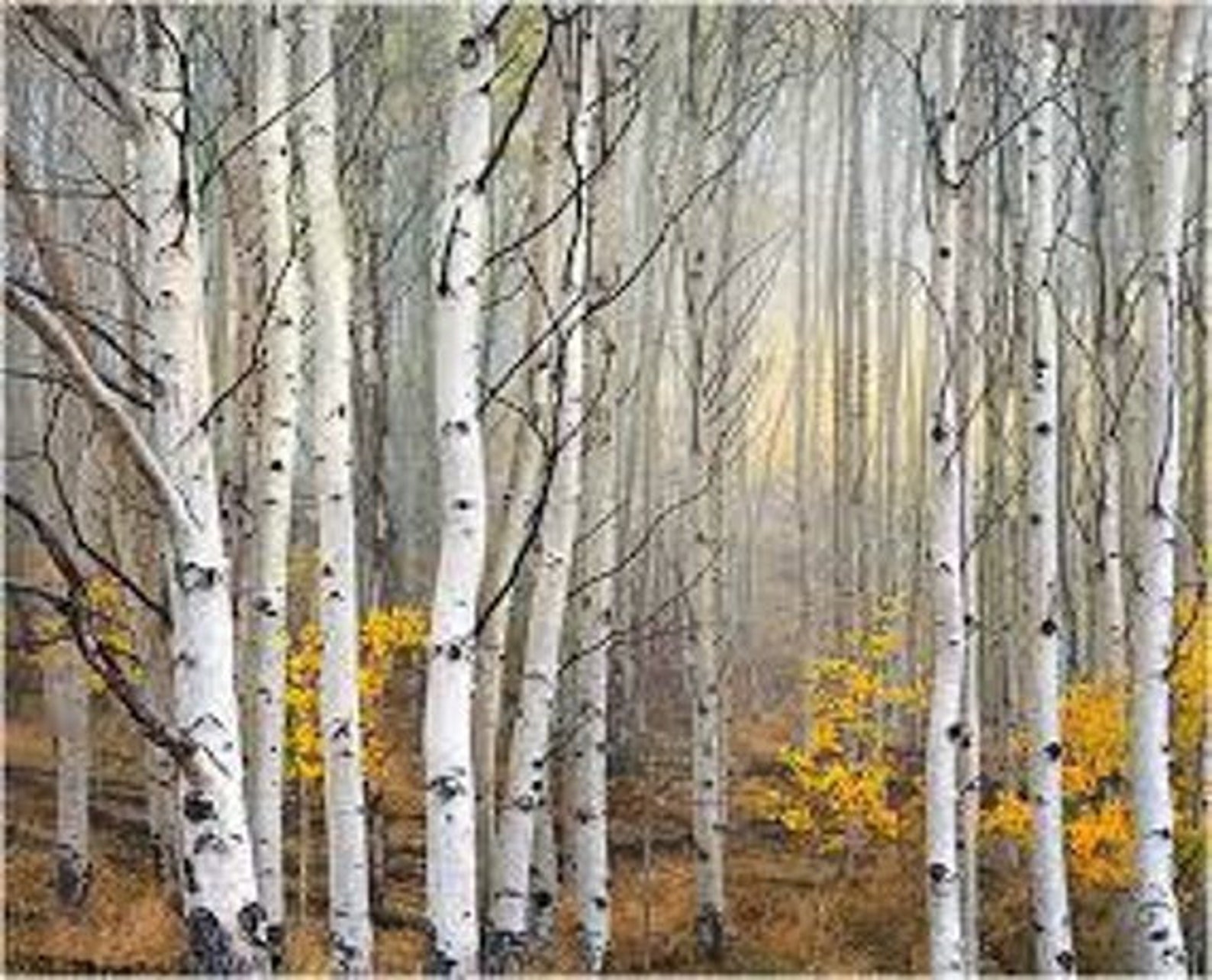 Betula platyphylla Japonica 1000 seeds Japanese White Birch Etsy