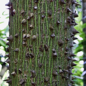 Ceiba pentandra kapok tree 50, 150, 500 seeds 2 image 4