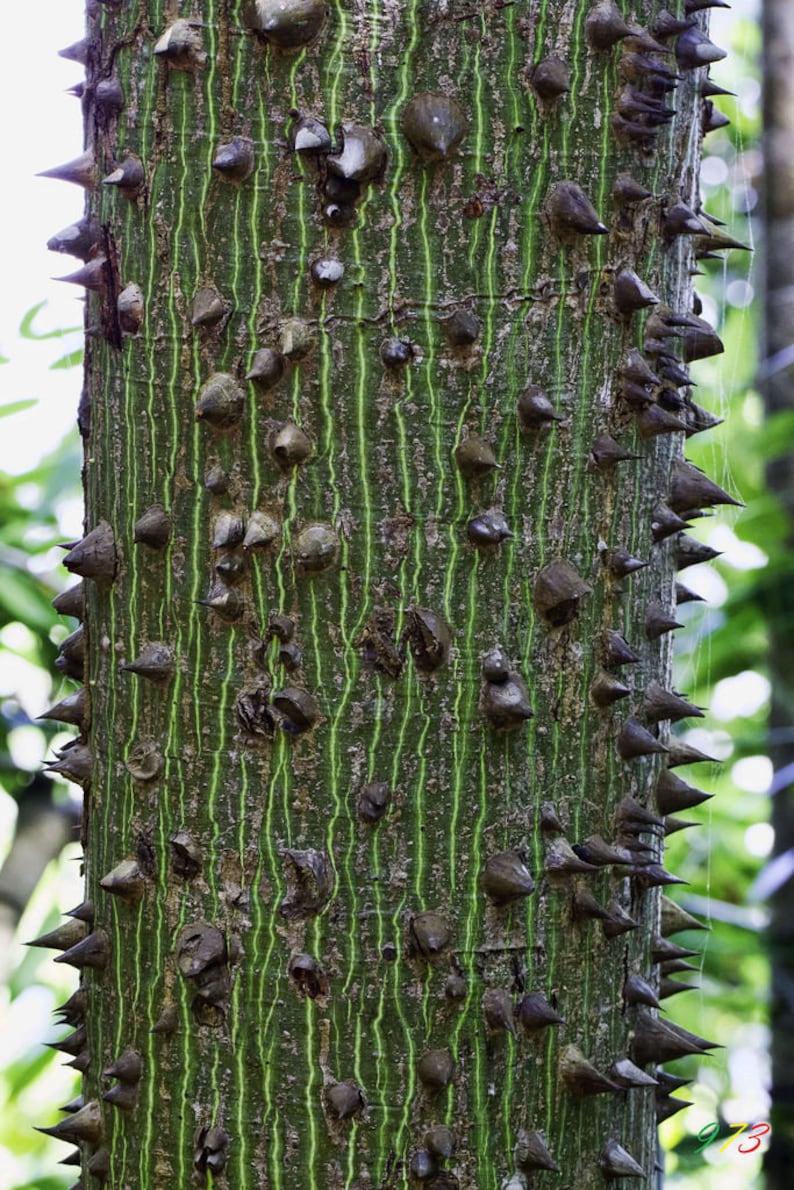 Ceiba pentandra kapok tree 50, 150, 500 seeds 2 image 4