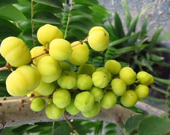 Phyllanthus acidus Thai Star Gooseberry 200 - 500 seeds