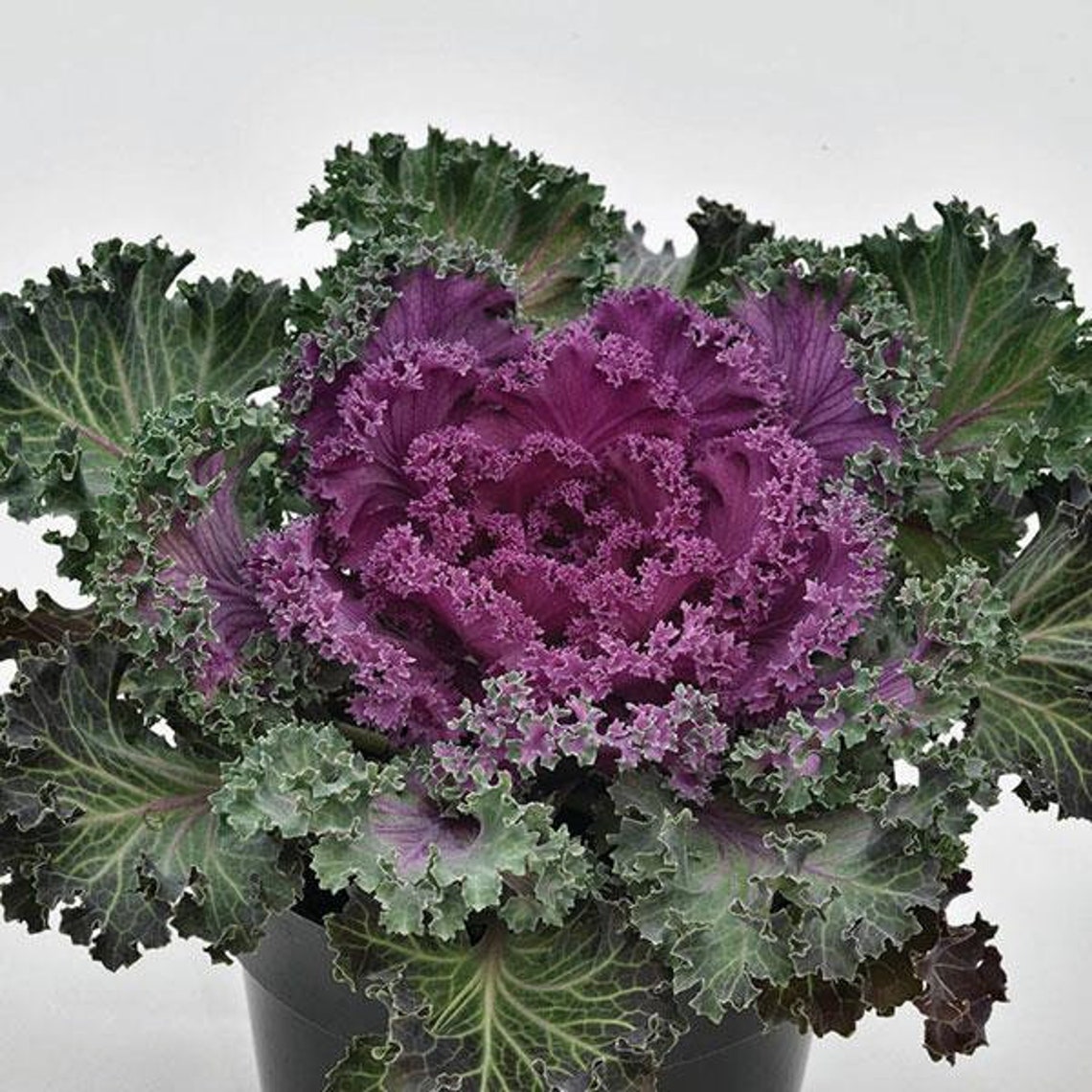 Brassica Oleracea Nagoya Red Flowering Kale 200 Seeds Etsy
