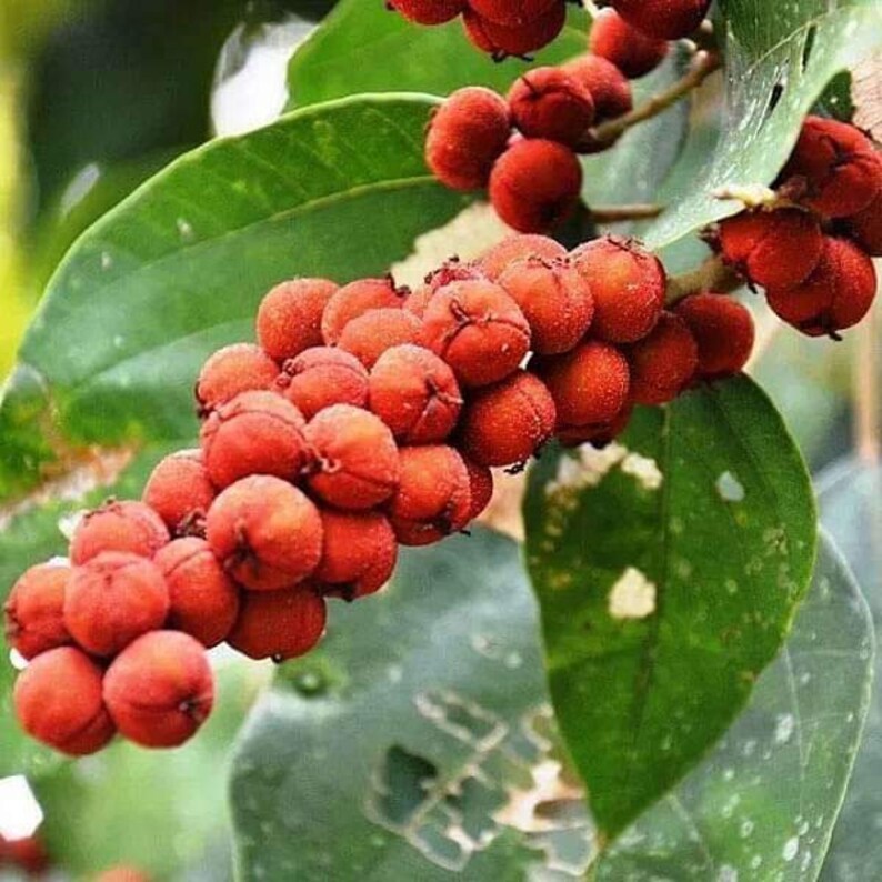 Mallotus philippensis Kamala or Red Kamala seeds 3 image 2