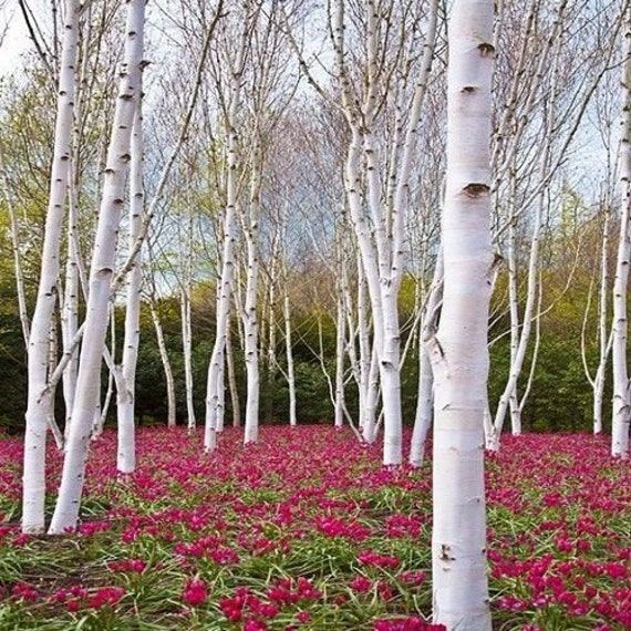 Betula Pendula Silver Birch 000 Seeds Weeping White Birch Etsy