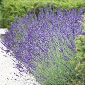 Lavandula angustifolia vera 24 True lavender 500 seeds image 2