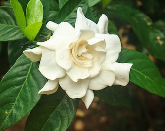 Gardenia jasminoides, Cape Jasmine, Common Gardenia 300, 1000, 2000 seeds 1G