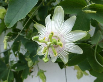Passiflora subpeltata White Passionfruit 30 seeds