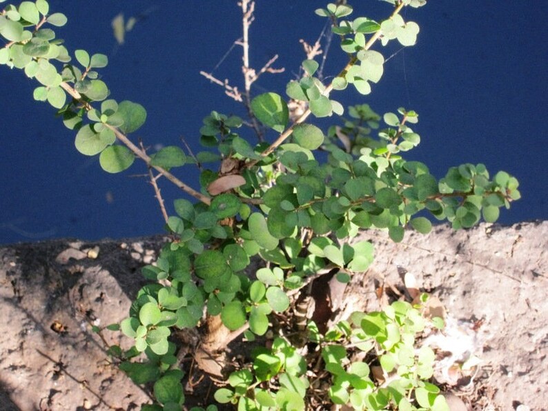 Flueggea leucopyrus, Securinega leucopyrus, Phyllanthus Indian Snowberry 100 Seeds image 2