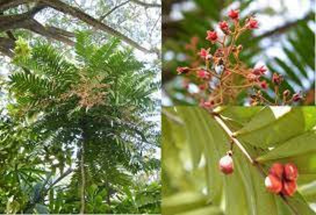 Longifolia Malaysian Ginseng Tongkat Ali 15 30 50 Etsy
