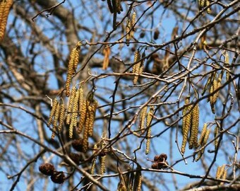 Alnus cordata Italian Alder 60 seeds A