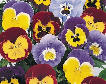 Pansy Joker Series mix 200 seeds